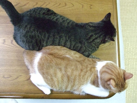 にこまるず ビックリ画像 にこまる日記