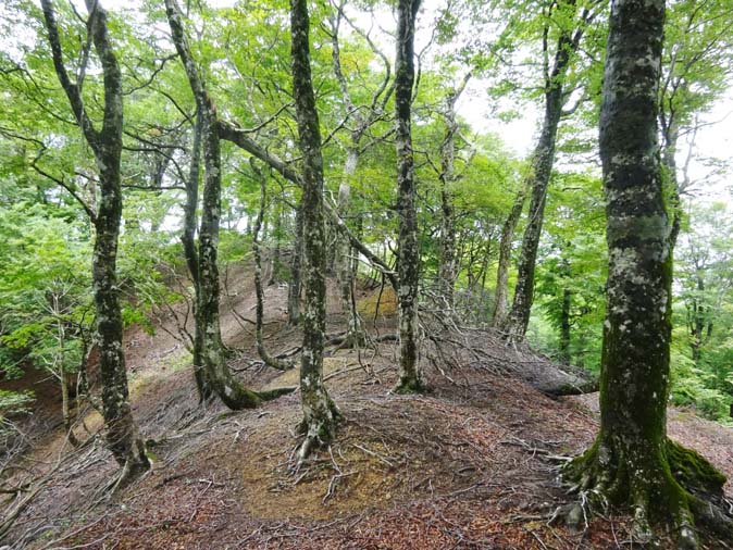 湖西 ブナ原生林から三国峠810ピークへ 夏至青山 青山舎から 湖西 ブナ原生林から三国峠810ピークへ 夏至青山 青山舎から