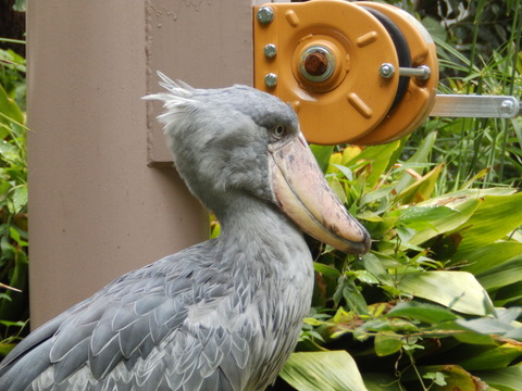 上野動物園1142_1
