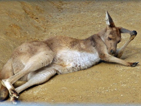 浜松市動物園0922-02
