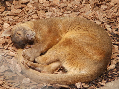 上野動物園1054_2