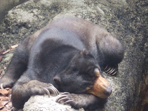 上野動物園1254_1