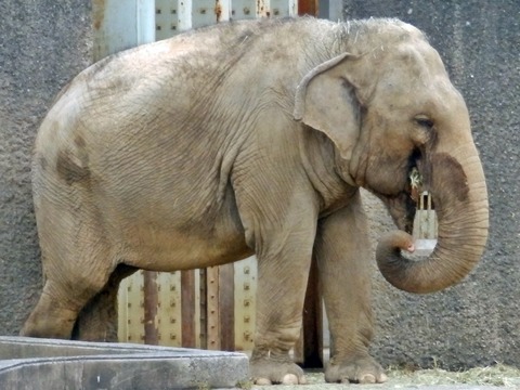 浜松市動物園1103-19