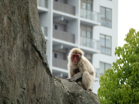 上野動物園1301_1