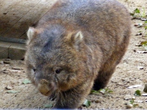 五月山動物園 お散歩パンダ Com 五月山動物園 お散歩パンダ Com