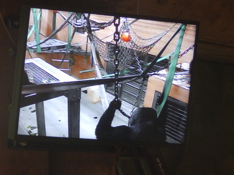 上野動物園1228_3