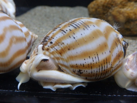 竹島水65