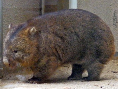 五月山動物園 お散歩パンダ Com 五月山動物園 お散歩パンダ Com