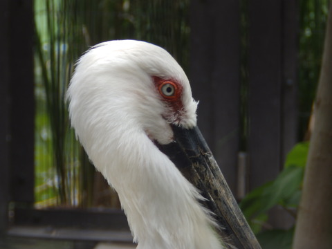 上野動物園1120_1