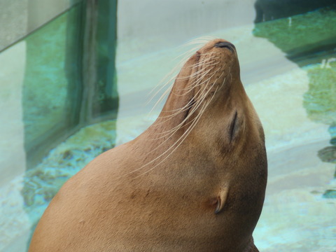 上野動物園1304_2