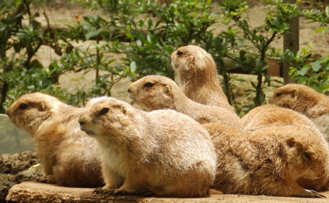 上野動物園1206_1