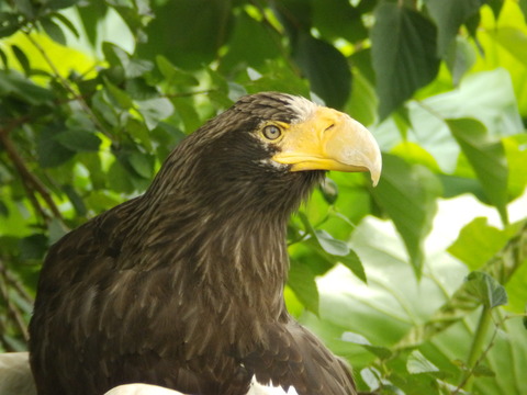 上野動物園1112_2