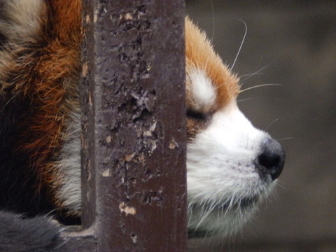 浜松市動物園1049-01