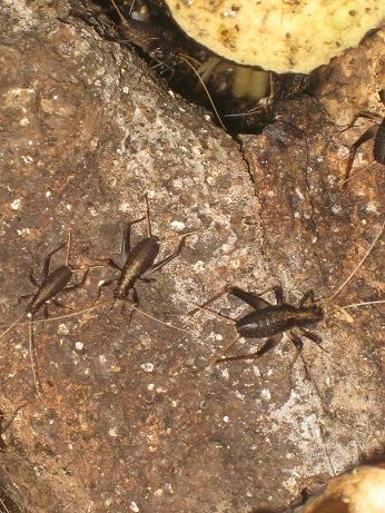 虫 孵化後３７日目のスズムシ 畑ではベッコウバチが大きなクモを 坊ちゃん葉山アーカイブス