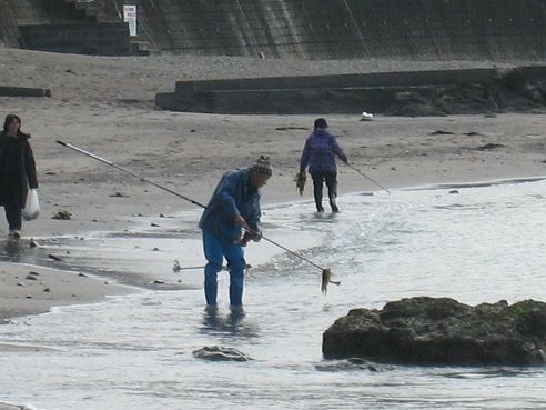 おもしろ葉山 葉山初春の風物詩流れわかめを拾う人たち 天然わかめ漁最盛期へ 坊ちゃん葉山アーカイブス