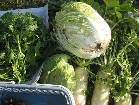 正月野菜収穫 里芋 なんとか正月のお雑煮分確保 坊ちゃん葉山アーカイブス 正月野菜収穫 里芋 なんとか正月のお雑煮分確保 坊ちゃん葉山アーカイブス