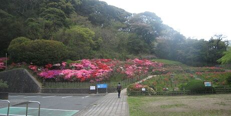 4月最初の週末につつじ満開 葉山 花の木公園 過去10年で一番早い 坊ちゃん葉山2
