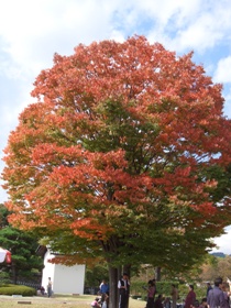 欅の紅葉