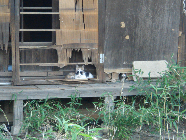 Fwf ｶｯ くじらの髭