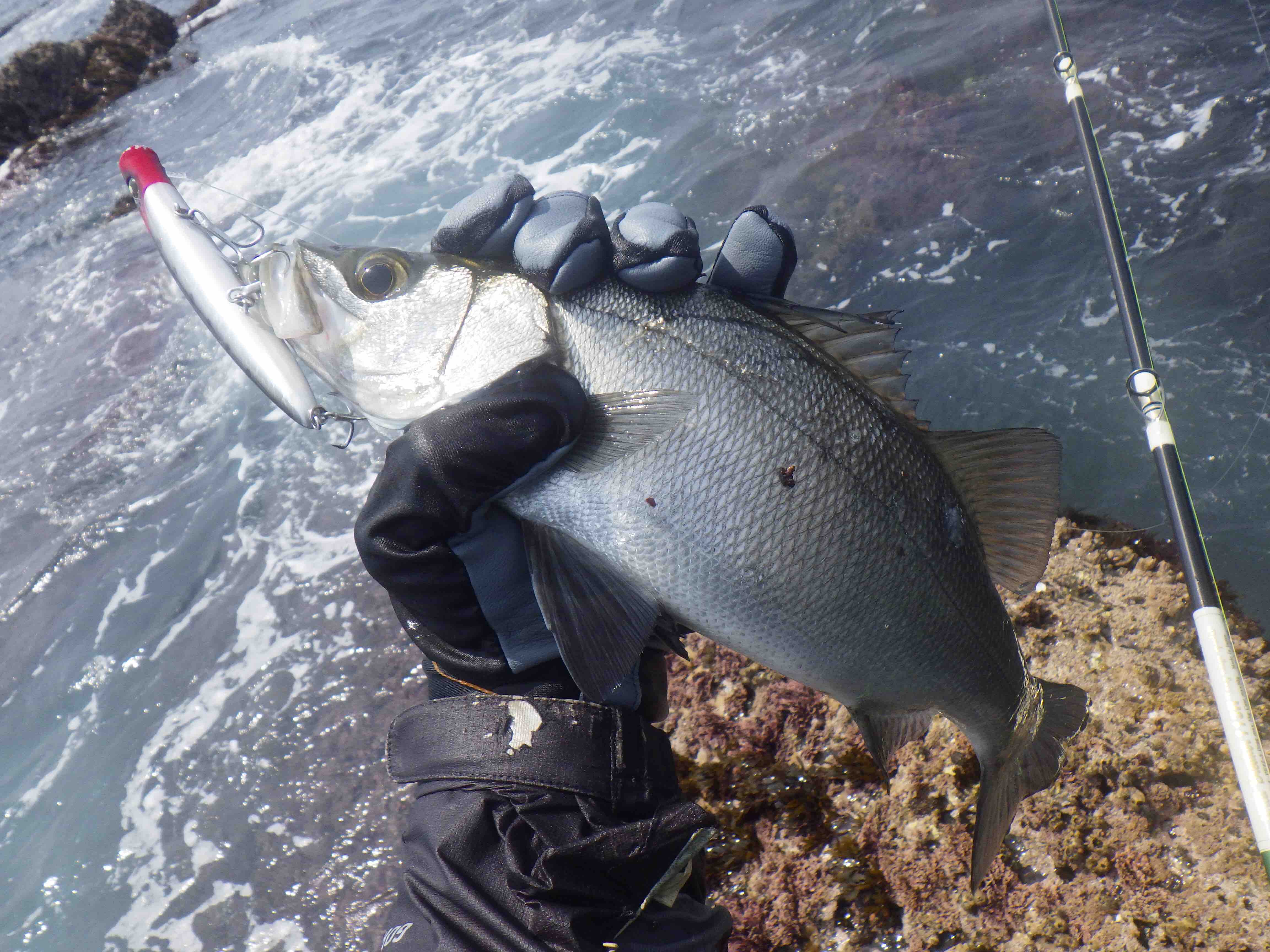 房総半島 ヒラスズキ 磯 Flashback 房総半島 ヒラスズキ 磯 Flashback