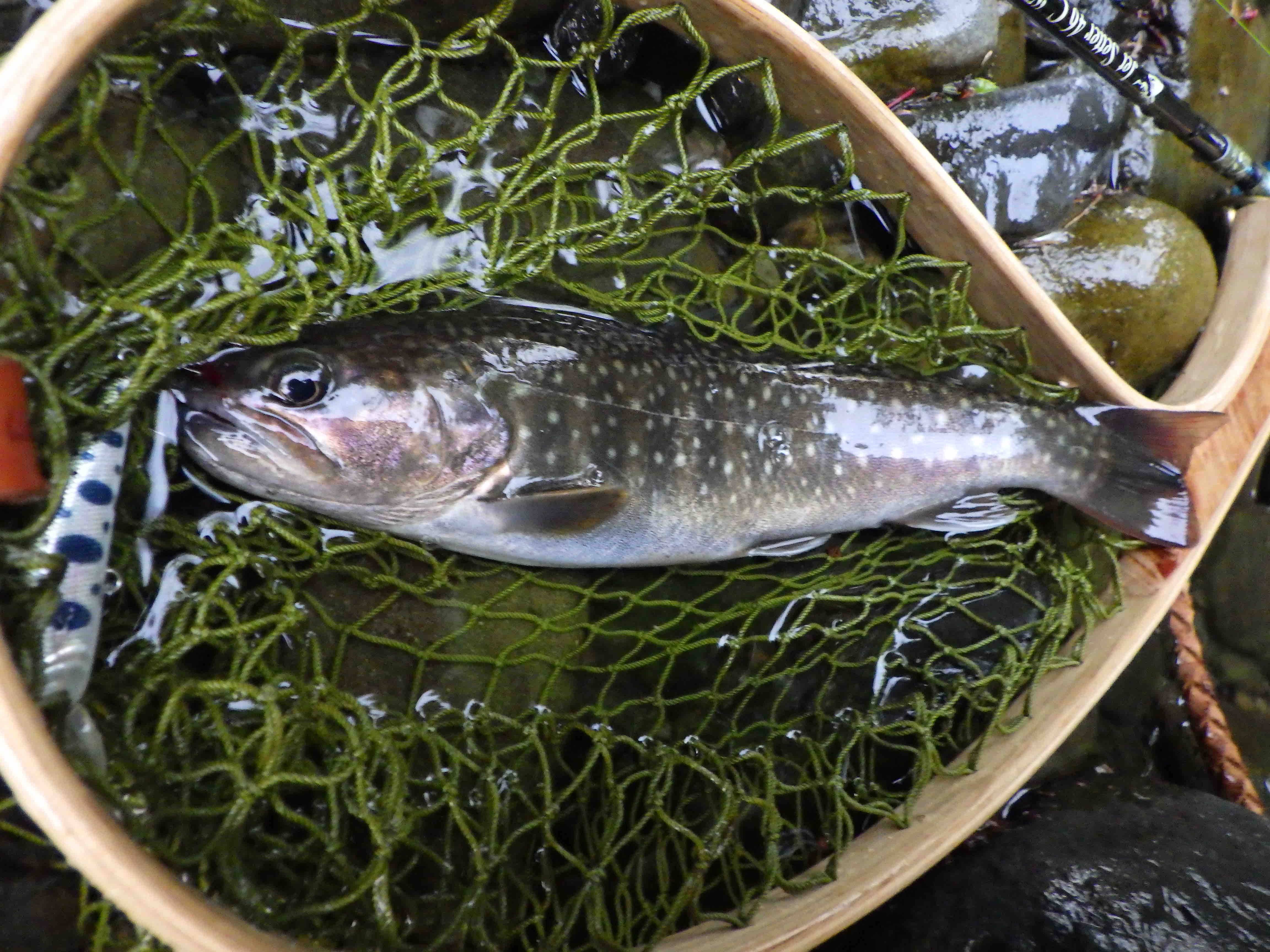 八溝山地 ヤマメ イワナ 渓流 Flashback