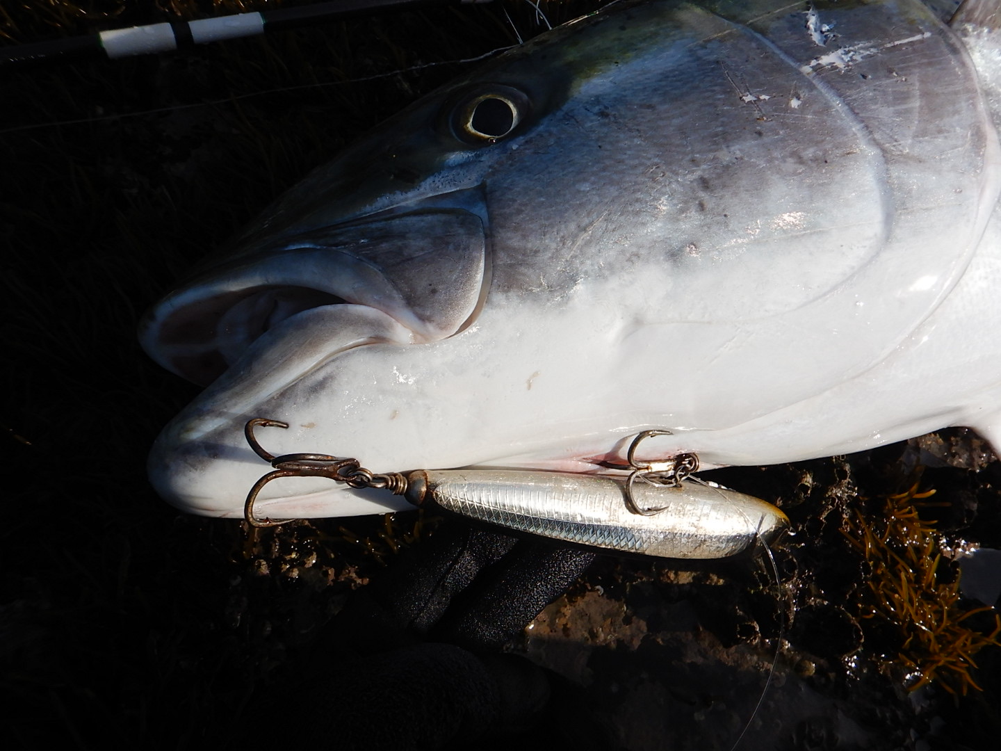 房総半島 ヒラマサ 磯 157cm30 3kg捕獲 Flashback 房総半島 ヒラマサ 磯 157cm30 3kg捕獲 Flashback