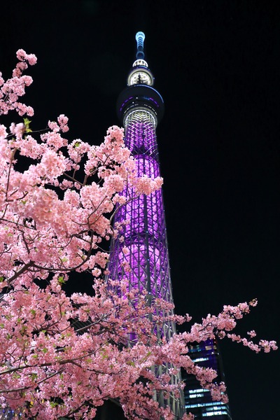 夜桜と東京スカイツリー