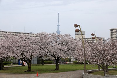 大島小松川公園の桜と東京スカイツリー