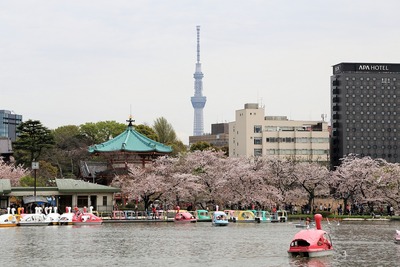 上野公園の桜と東京スカイツリー