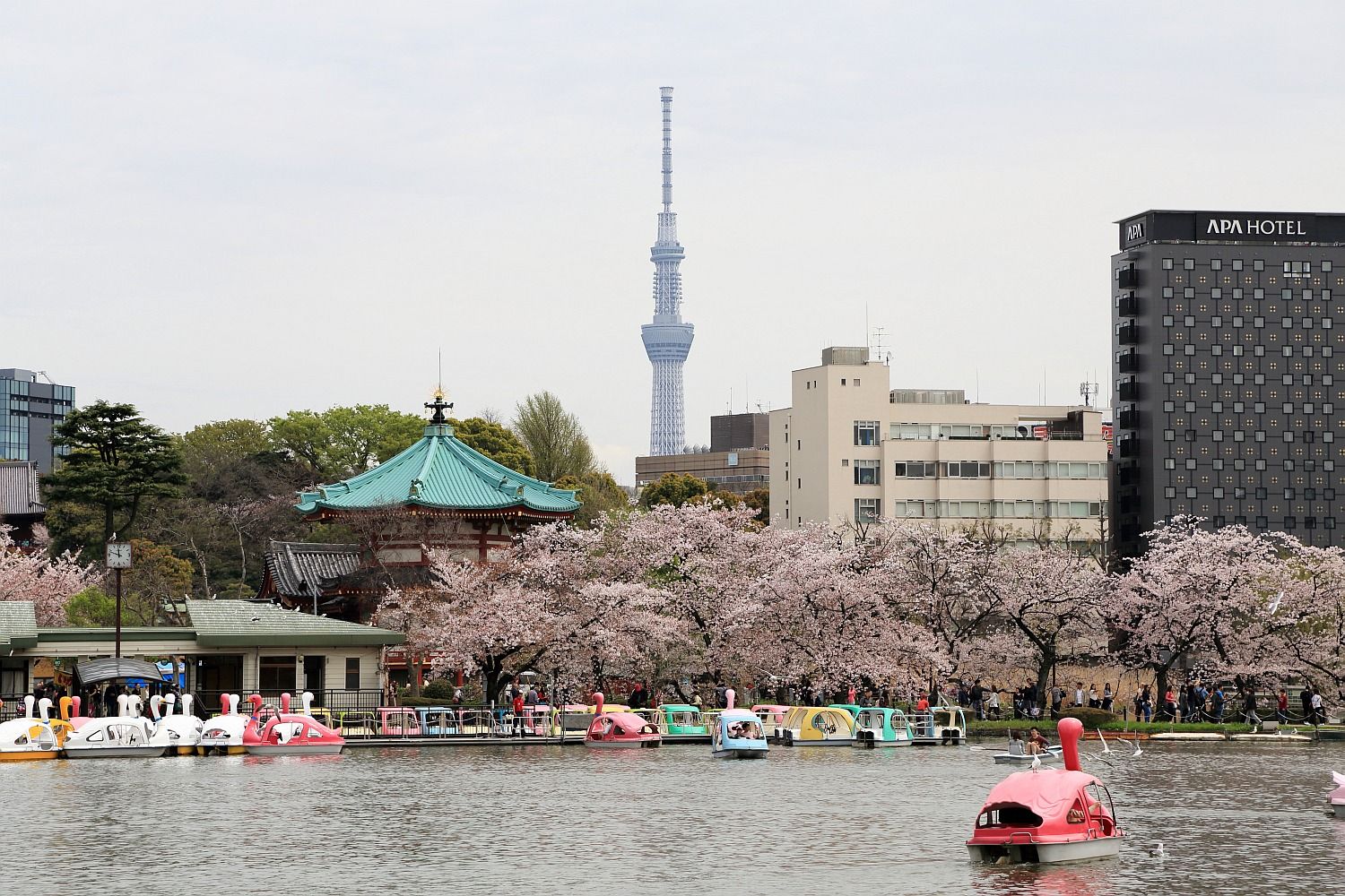 上野公園の桜と東京スカイツリー 16 4 8 東京スカイツリー定点観測所