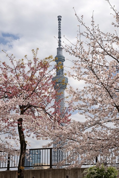 台東区立隅田公園から見た桜と東京スカイツリー