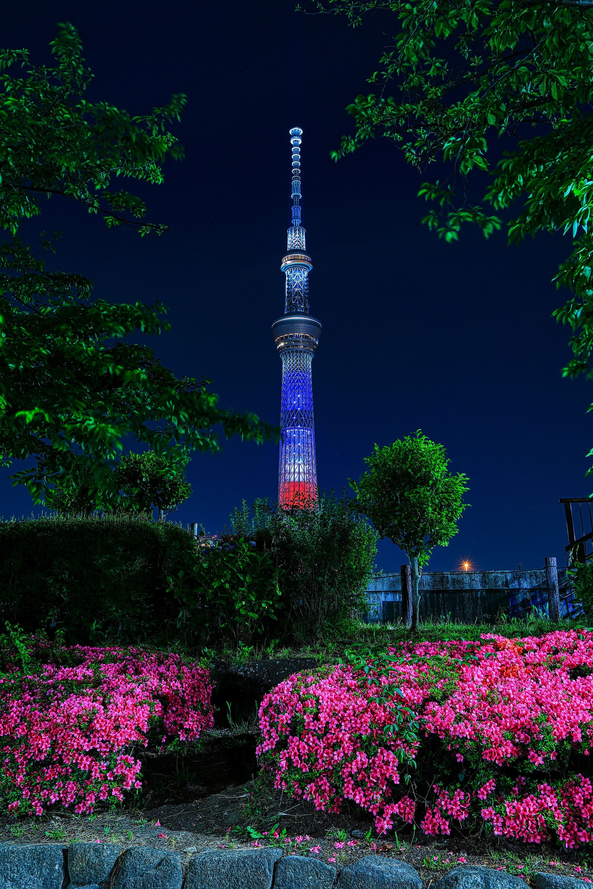 隅田公園から見た星条旗カラーの東京スカイツリー 19年5月26日 東京スカイツリー定点観測所 隅田公園から見た星条旗カラーの東京スカイツリー 19年5月26日 東京スカイツリー定点観測所