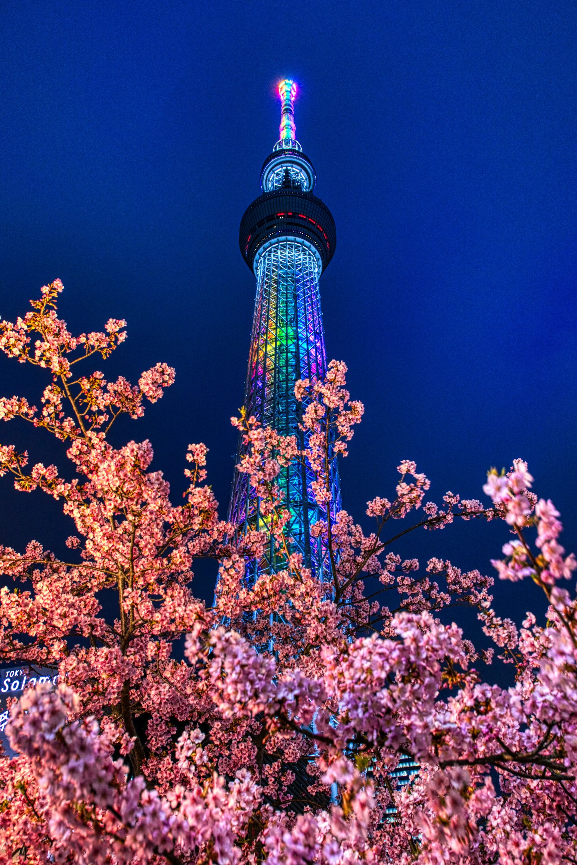 夜桜バージョンの河津桜と東京スカイツリー 年2月25日 東京スカイツリー定点観測所