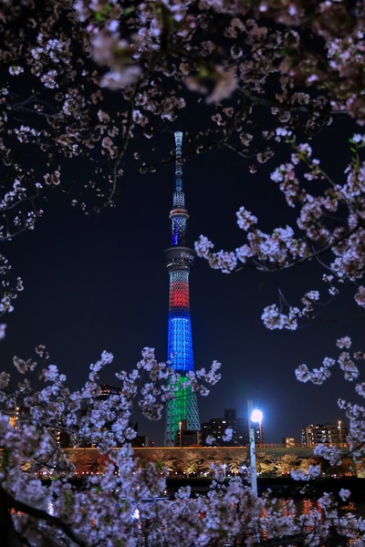 隅田公園の夜桜と東京スカイツリー