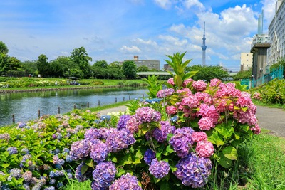 紫陽花と東京スカイツリー