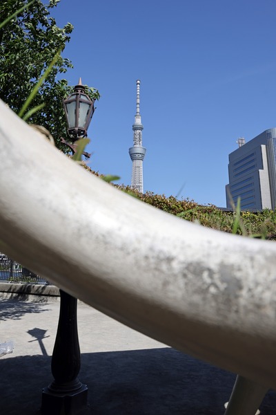 グリーンプラネットと東京スカイツリー