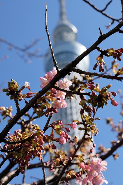 河津桜と東京スカイツリー