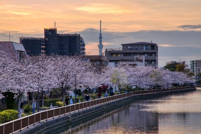 新川千本桜と東京スカイツリー