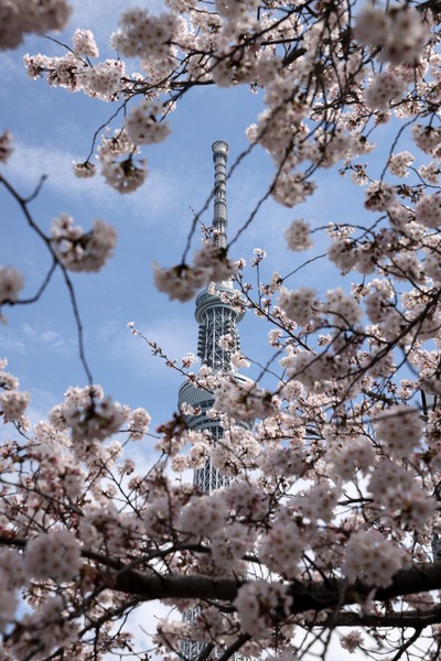 源森橋の桜と東京スカイツリー
