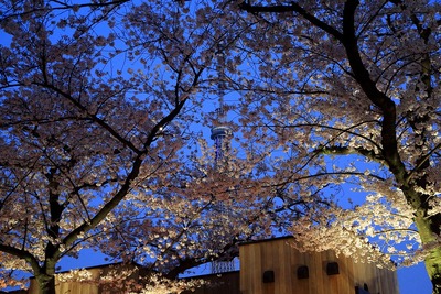 東京スカイツリーと夜桜