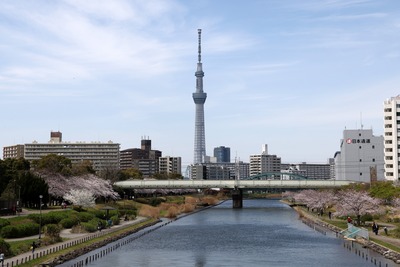 旧中川の「ふれあい橋」から見た桜と東京スカイツリー