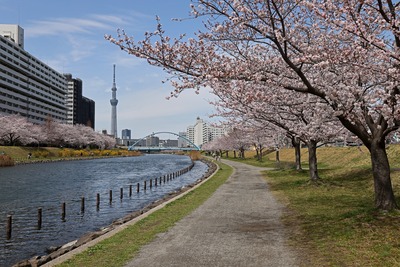 旧中川とふれあい橋と桜と東京スカイツリー