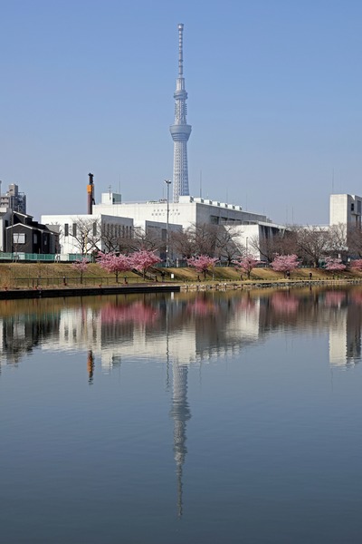 旧中川から見た河津桜と東京スカイツリー