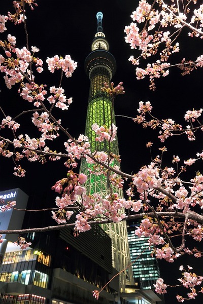 河津桜と東京スカイツリー「明花」