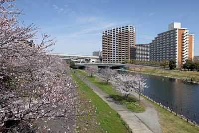 大島小松川公園の桜