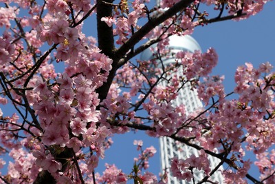 河津桜と東京スカイツリー