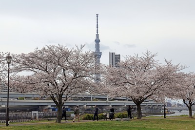 汐入公園の桜と東京スカイツリー