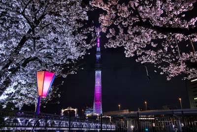 隅田公園の夜桜と東京スカイツリー