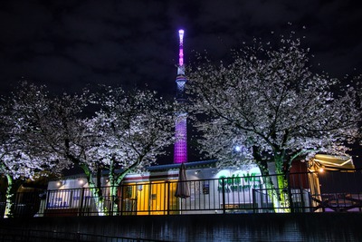 隅田公園の夜桜と東京スカイツリー