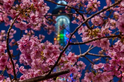 河津桜と東京スカイツリー